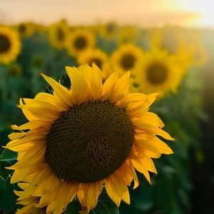 Meet your Posher, Grace